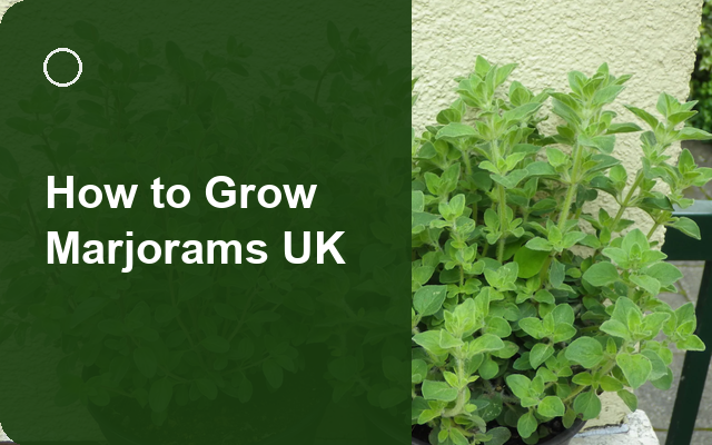 How to Grow Marjorams UK | Regional Planting Calendar guide thumbnail