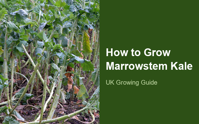 How to Grow Marrowstem Kale Canada | Planting & Establishment guide thumbnail