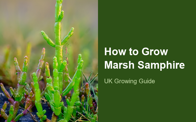 How to Grow Marsh Samphire Canada | Complete Growing Guide guide thumbnail