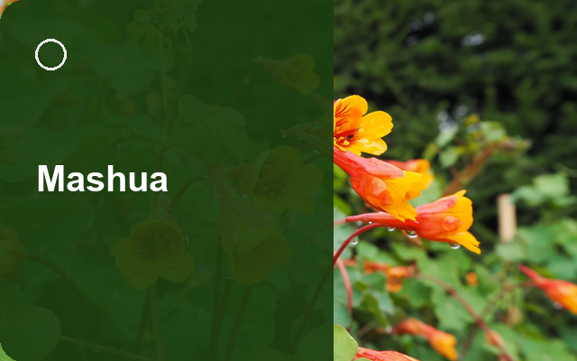 How to Grow Mashuas USA | Care, Pests & Disease Control guide thumbnail