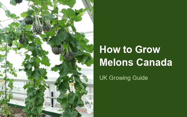 How to Grow Melons Canada | Care, Pests & Disease Control guide thumbnail