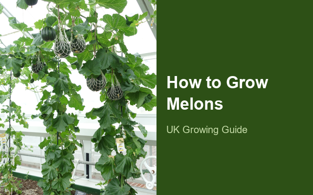 How to Grow Melons | Care, Pests & Disease Control guide thumbnail