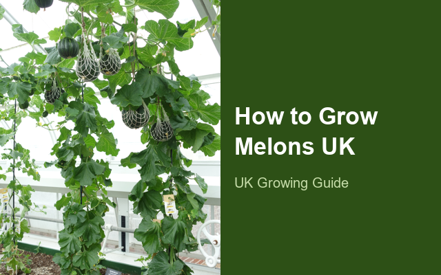 How to Grow Melons UK | Regional Planting Calendar guide thumbnail