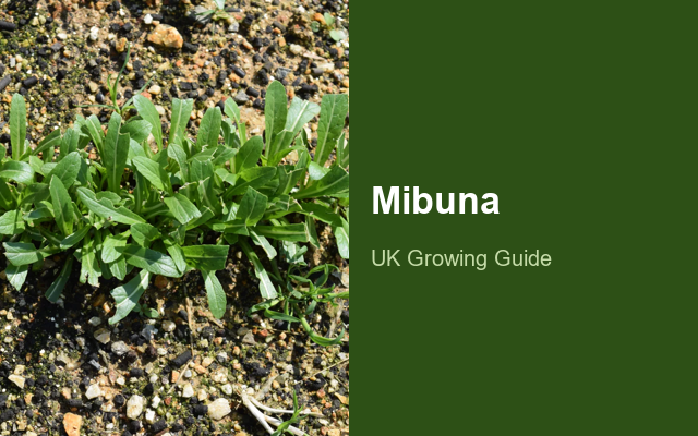 How to Grow Mibunas | Care, Pests & Disease Control guide thumbnail