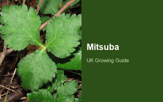 How to Grow Mitsuba | Planting & Establishment guide thumbnail