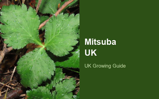 How to Grow Mitsuba UK | Regional Planting Calendar guide thumbnail