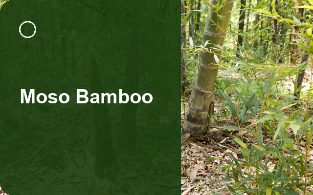 How to Grow Moso Bamboos | Complete Growing Guide guide thumbnail