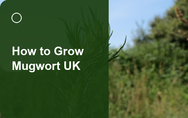 How to Grow Mugwort UK | Regional Planting Calendar guide thumbnail