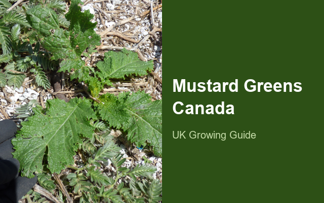 How to Grow Mustard Greens Canada | Care, Pests & Disease Control guide thumbnail