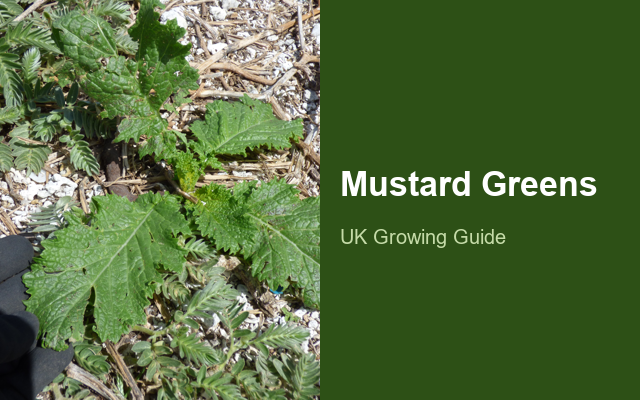 How to Grow Mustard Greens | Care, Pests & Disease Control guide thumbnail