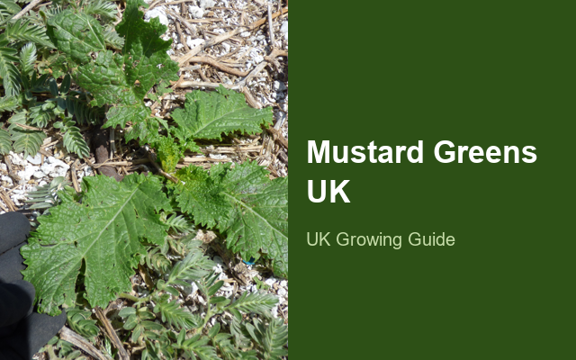 How to Grow Mustard Greens UK | Regional Planting Calendar guide thumbnail