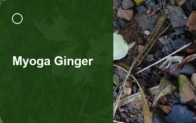How to Grow Myoga Gingers | Planting & Establishment guide thumbnail