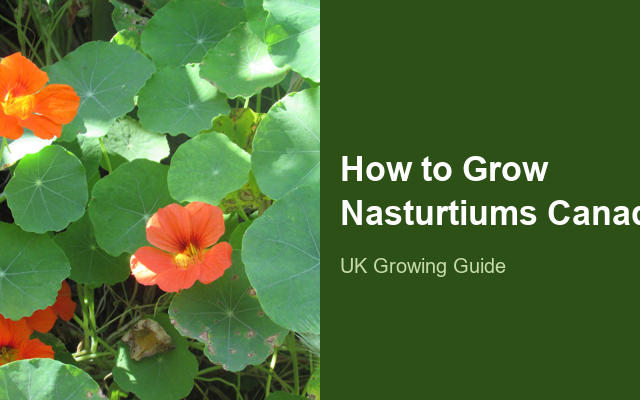 How to Grow Nasturtiums Canada | Care, Pests & Disease Control guide thumbnail