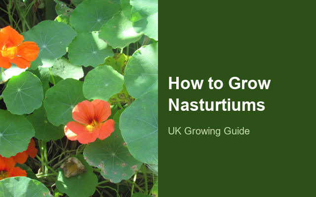 How to Grow Nasturtiums | Care, Pests & Disease Control guide thumbnail