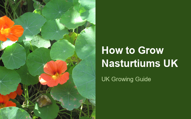 How to Grow Nasturtiums UK | Regional Planting Calendar guide thumbnail