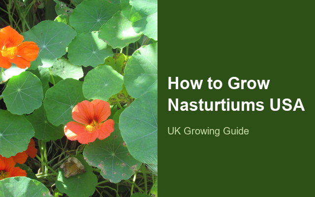 How to Grow Nasturtiums USA | Care, Pests & Disease Control guide thumbnail