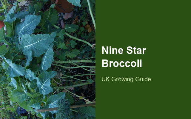 How to Grow Nine Star Perennial Broccolis Canada | Planting & Establishment guide thumbnail