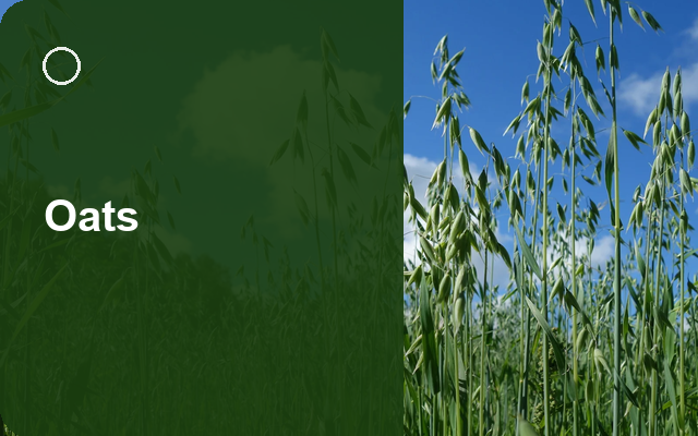 How to Grow Oats | Complete Growing Guide guide thumbnail
