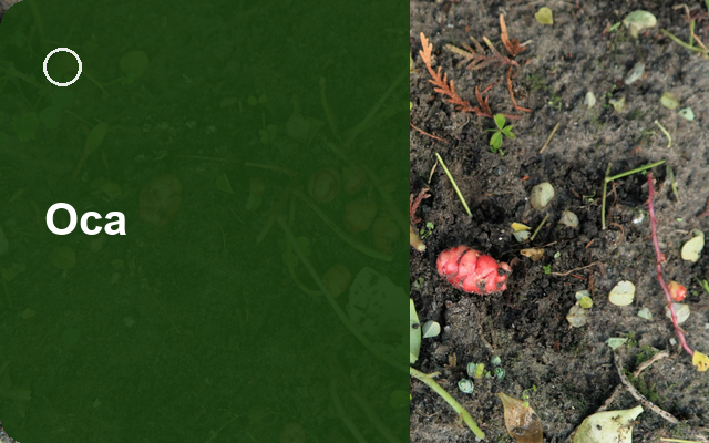 How to Grow Ocas Canada | Care, Pests & Disease Control guide thumbnail