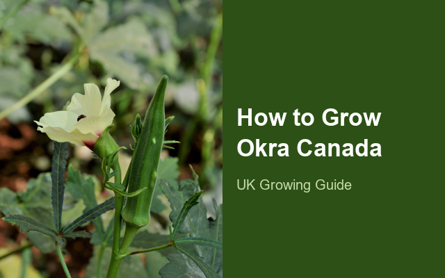 How to Grow Okras Canada | Planting & Establishment guide thumbnail