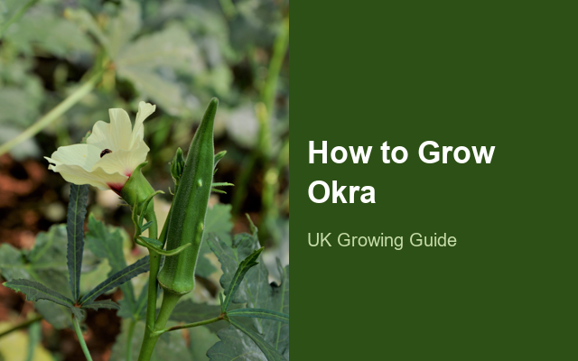 How to Grow Okras | Planting & Establishment guide thumbnail