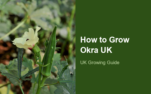 How to Grow Okras UK | Regional Planting Calendar guide thumbnail