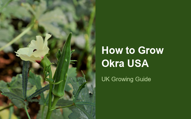 How to Grow Okras USA | Planting & Establishment guide thumbnail