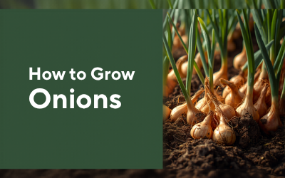 Onions guide thumbnail