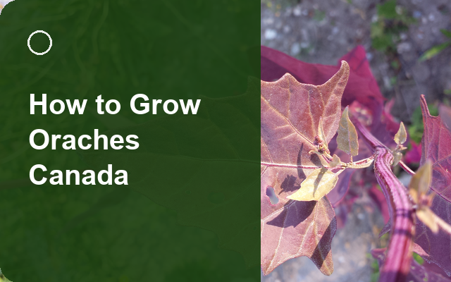 How to Grow Oraches Canada | Complete Growing Guide guide thumbnail