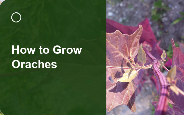 How to Grow Oraches | Complete Growing Guide guide thumbnail
