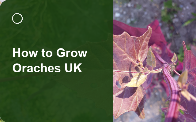 How to Grow Oraches UK | Regional Planting Calendar guide thumbnail