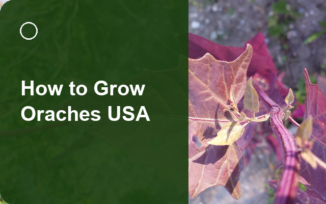 How to Grow Oraches USA | Complete Growing Guide guide thumbnail