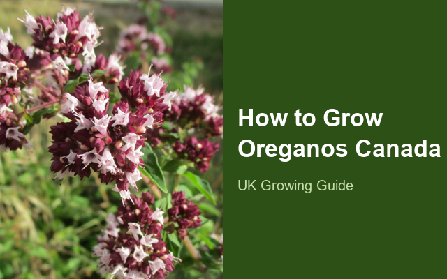 How to Grow Oreganos Canada | Care, Pests & Disease Control guide thumbnail