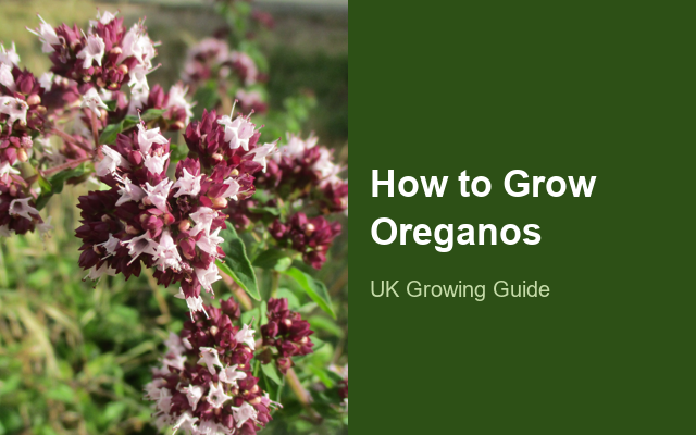 How to Grow Oreganos | Care, Pests & Disease Control guide thumbnail