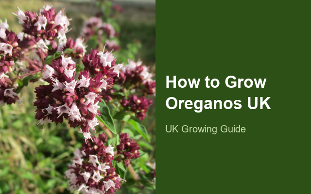 How to Grow Oreganos UK | Regional Planting Calendar guide thumbnail