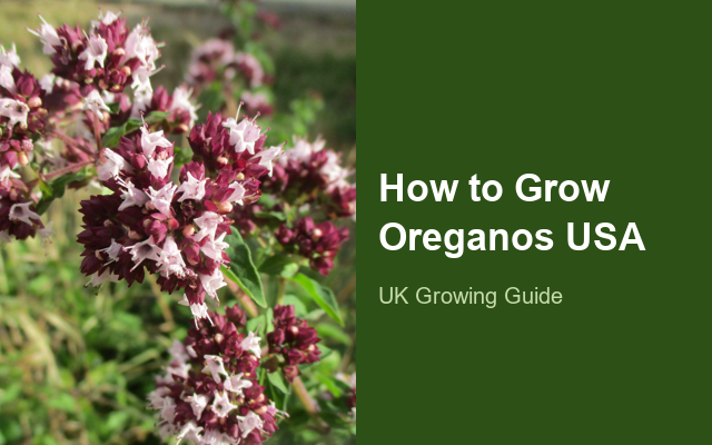 How to Grow Oreganos USA | Care, Pests & Disease Control guide thumbnail