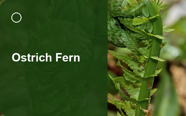 How to Grow Ostrich Ferns USA | Complete Growing Guide guide thumbnail