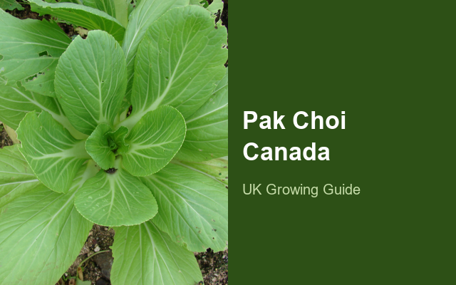 How to Grow Pak Choi Canada | Care, Pests & Disease Control guide thumbnail