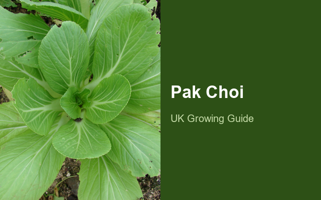 How to Grow Pak Choi | Care, Pests & Disease Control guide thumbnail
