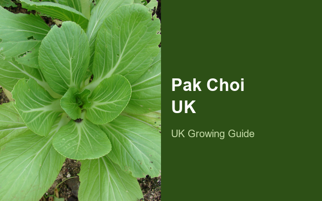 How to Grow Pak Choi UK | Regional Planting Calendar guide thumbnail