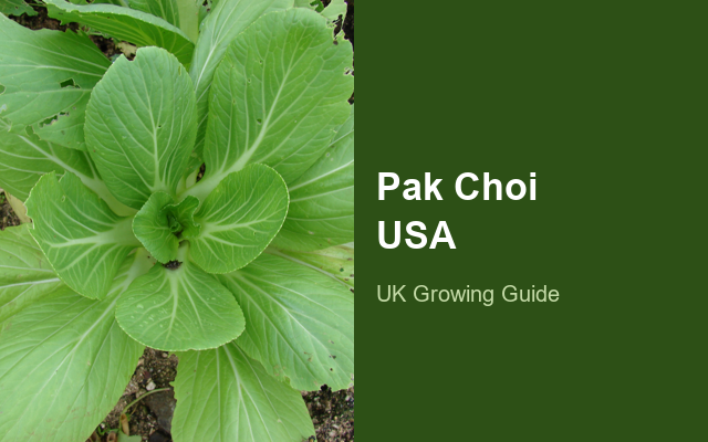 How to Grow Pak Choi USA | Care, Pests & Disease Control guide thumbnail