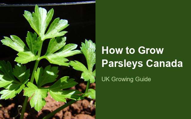 How to Grow Parsleys Canada | Care, Pests & Disease Control guide thumbnail