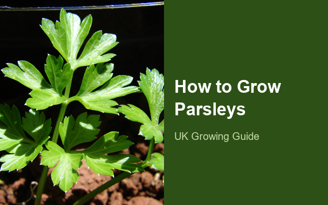 How to Grow Parsleys | Care, Pests & Disease Control guide thumbnail