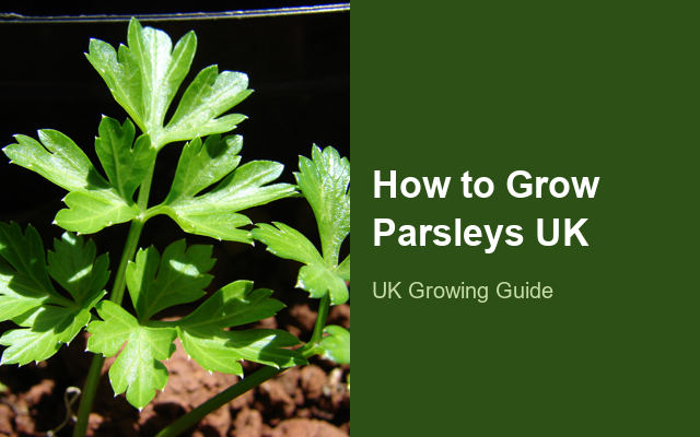 How to Grow Parsleys UK | Regional Planting Calendar guide thumbnail