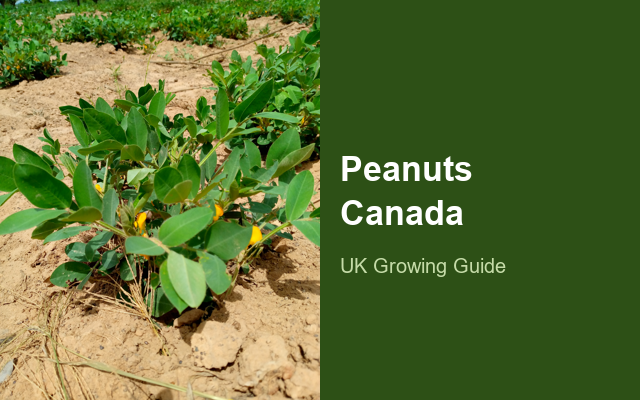 How to Grow Peanuts Canada | Full-Season Growing Guide guide thumbnail