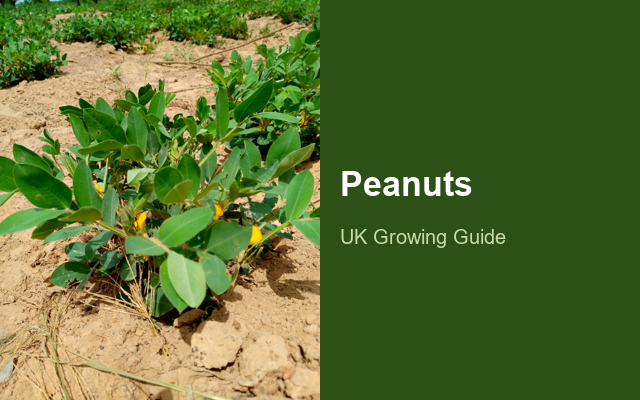 How to Grow Peanuts | Full-Season Growing Guide guide thumbnail