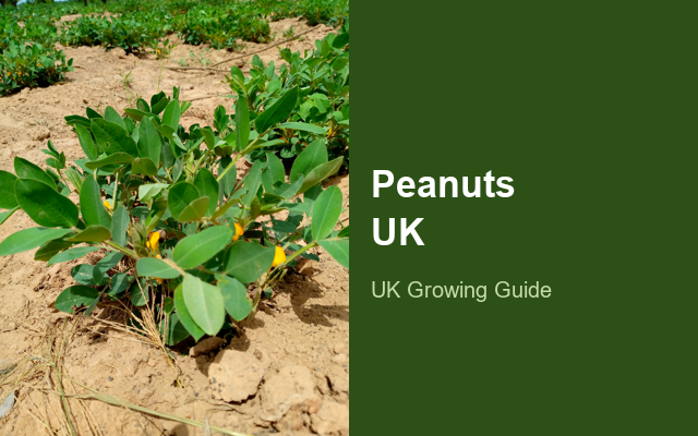 How to Grow Peanuts UK | Regional Planting Calendar guide thumbnail