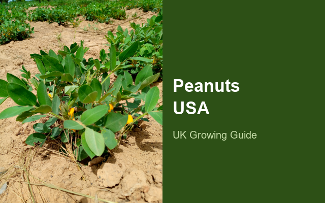 How to Grow Peanuts USA | Full-Season Growing Guide guide thumbnail