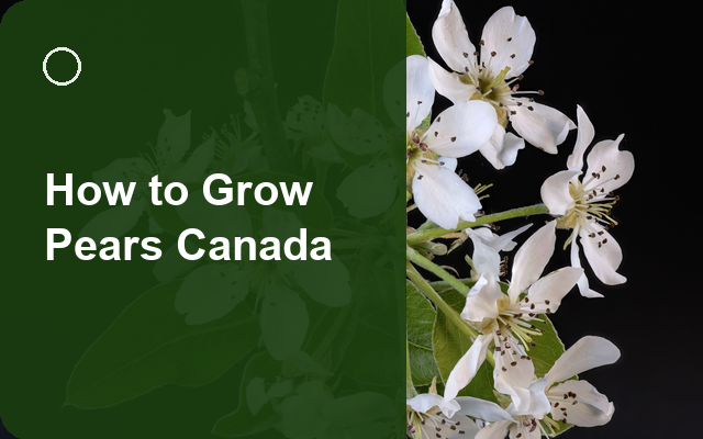 How to Grow Pears Canada | Care, Pests & Disease Control guide thumbnail