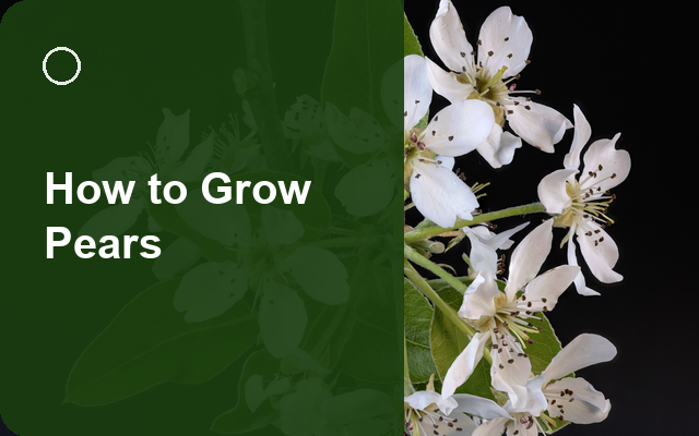 How to Grow Pears | Care, Pests & Disease Control guide thumbnail